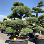 Okrasn&eacute; stromy do zahrady - 24