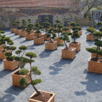 Okrasn&eacute; stromy v na&scaron;em showroomu 4