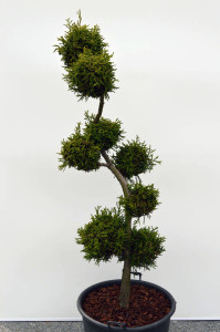 P241 - Kryptomerie japonsk&aacute; - Cryptomeria- japonica- 'Rasen'