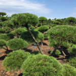 Popt&aacute;vka stromů