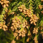 Samč&iacute; &scaron;i&scaron;tice kryptomerie japonsk&eacute; (foto: Fuke)