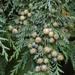 Samič&iacute; &scaron;i&scaron;tice cypři&scaron;ku Lawsonova (foto: Eric Hunt)