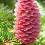 Samič&iacute; &scaron;i&scaron;tice smrku ztepil&eacute;ho (foto: Tilo Podner)