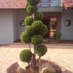 Solit&eacute;rn&iacute; stromy v okrasn&eacute; zahradě - 05