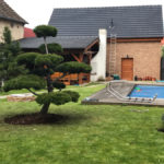 Solit&eacute;rn&iacute; stromy v okrasn&eacute; zahradě - 08