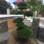 Solit&eacute;rn&iacute; stromy v okrasn&eacute; zahradě - 10