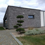 Solit&eacute;rn&iacute; stromy v okrasn&eacute; zahradě - 13