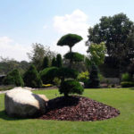 Solit&eacute;rn&iacute; stromy v okrasn&eacute; zahradě - 16