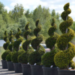 Spir&aacute;ly z tisu červen&eacute;ho