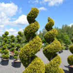 Spir&aacute;ly ze zeravu z&aacute;padn&iacute;ho 'Yellow Ribbon'