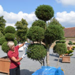 Střih cypři&scaron;ku Lawsonova 'Lycopodioides'