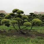 Stromy na plant&aacute;ž&iacute;ch - 47