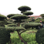 Stromy na plant&aacute;ž&iacute;ch - 48