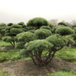 Stromy na plant&aacute;ž&iacute;ch - 49