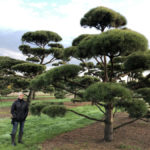 Stromy na plant&aacute;ž&iacute;ch - 50