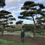 Stromy na plant&aacute;ž&iacute;ch - 51