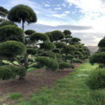 Stromy na plant&aacute;ž&iacute;ch - 52