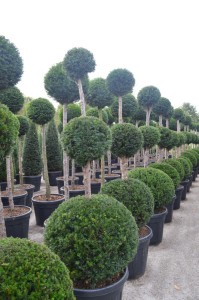 Taxus baccata