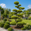 Taxus baccata 'Semperaurea' - Tis červený