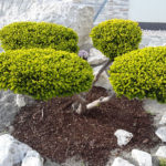 Tis červen&yacute; 'Summergold'