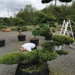 Střih tisu červen&eacute;ho 'Summergold'