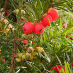 Tis červen&yacute; - Taxus baccata (foto: Frank Vincentz)