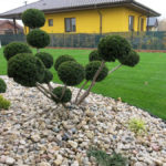 Tis japonsk&yacute; 'Farmen'