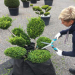 Střih tisu prostředn&iacute;ho 'Sebian'