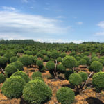 Tisy na plant&aacute;ži