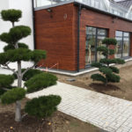 Tvarovan&eacute; borovice u obchodn&iacute;ho domu 1