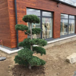 Tvarovan&eacute; borovice u obchodn&iacute;ho domu 2