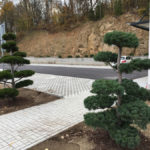 Tvarovan&eacute; borovice u obchodn&iacute;ho domu 3