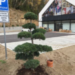 Tvarovan&eacute; borovice u obchodn&iacute;ho domu 4