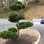 Tvarovan&eacute; borovice u obchodn&iacute;ho domu 5