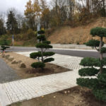 Tvarovan&eacute; borovice u obchodn&iacute;ho domu 6