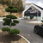 Tvarovan&eacute; borovice u obchodn&iacute;ho domu 7