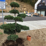 Tvarovan&eacute; borovice u obchodn&iacute;ho domu 8