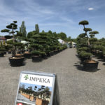 Tvarovan&eacute; okrasn&eacute; stromy Impeka - 002