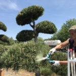 Tvarovan&eacute; okrasn&eacute; stromy Impeka - 008