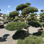 Tvarovan&eacute; okrasn&eacute; stromy Impeka - 028
