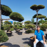 Tvarovan&eacute; okrasn&eacute; stromy Impeka - 031