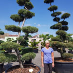 Tvarovan&eacute; okrasn&eacute; stromy Impeka - 041