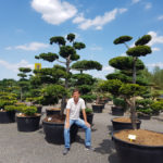 Tvarovan&eacute; okrasn&eacute; stromy Impeka - 051