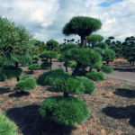 Stromy na plant&aacute;ž&iacute;ch - 35