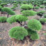 Stromy na plant&aacute;ž&iacute;ch - 40