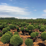 Stromy na plant&aacute;ž&iacute;ch - 04