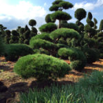 Stromy na plant&aacute;ž&iacute;ch - 01