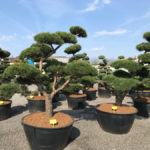 Tvarovan&eacute; stromy Impeka 2017 - 01