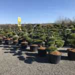 Tvarovan&eacute; stromy Impeka 2017 - 02