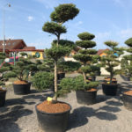 Tvarovan&eacute; stromy Impeka 2017 - 03